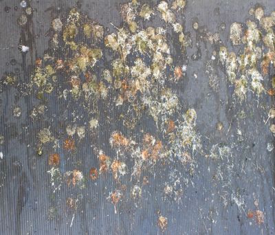 Clean Bird Droppings
