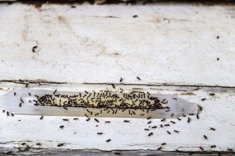 Ant Control Service