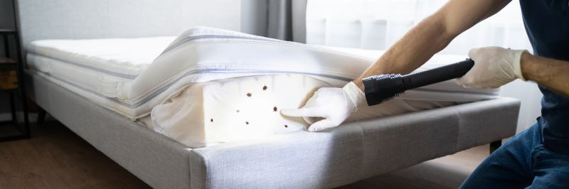 Bed Bug Treatment Service
