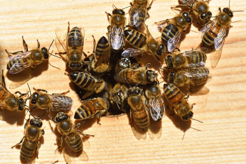 Carpenter Bee Removal Service