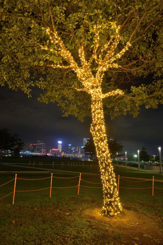 Christmas Lights Installation
