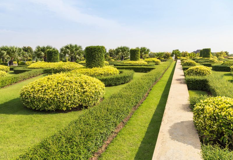 Commercial Shrub Trimming