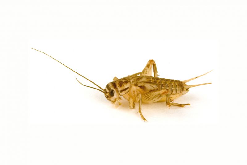 Cricket Control Service