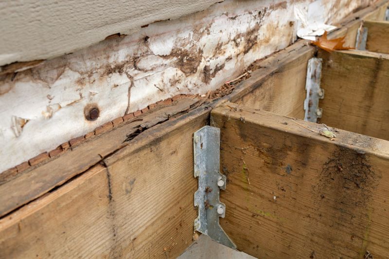 Dry Rot Repair Service
