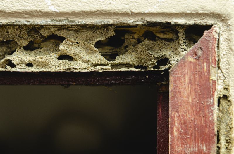 Dry Rot Repair Service