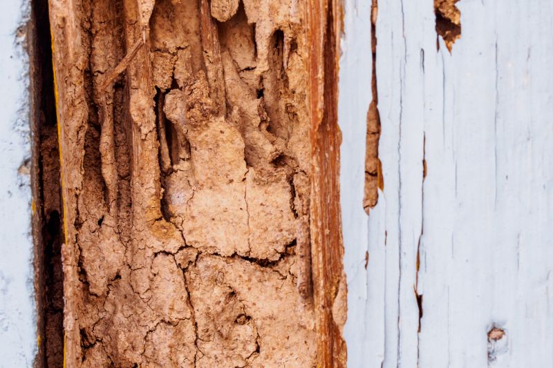 Dry Rot Repair Service