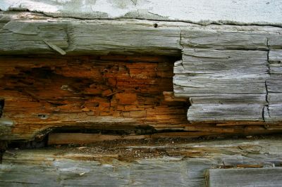 Dry Rot Repair Service