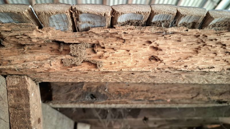 Dry Rot Repair Service