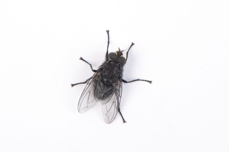 Fly Extermination