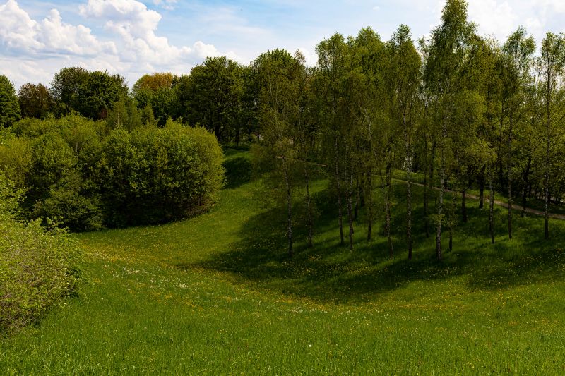 Forestry Clearing