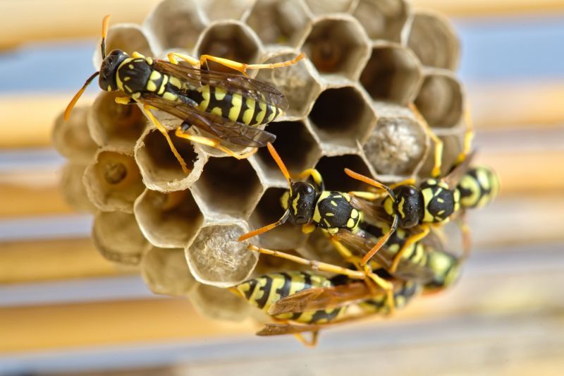 Hornets Extermination