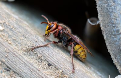 Hornets Extermination