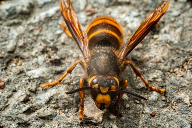 Hornets Extermination