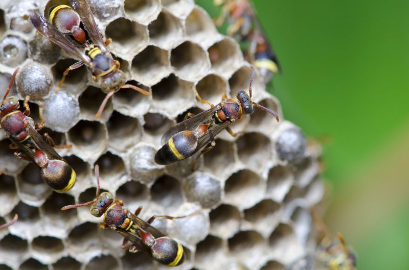 Hornets Extermination