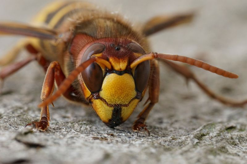 Hornets Extermination