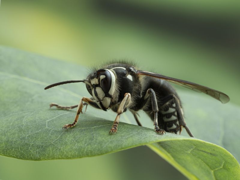 Hornets Extermination