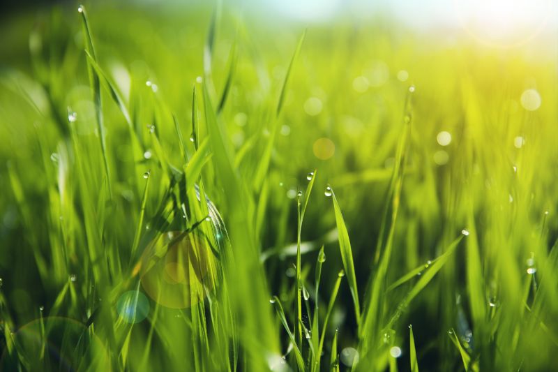 Hydroseeding Service