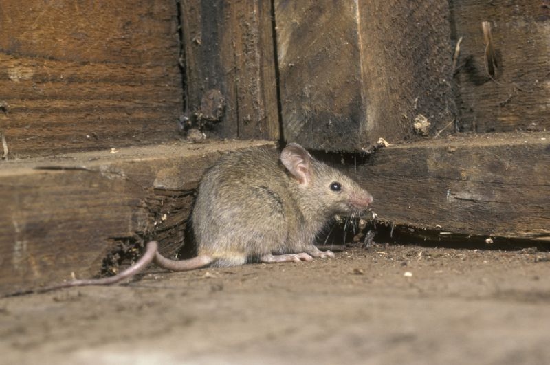 Mice Extermination Service
