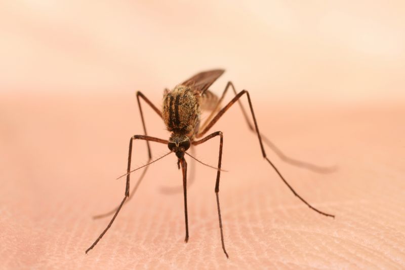 Mosquito Control Service