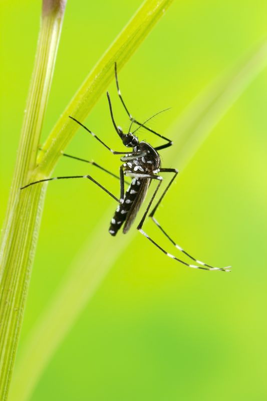 Mosquito Control Service