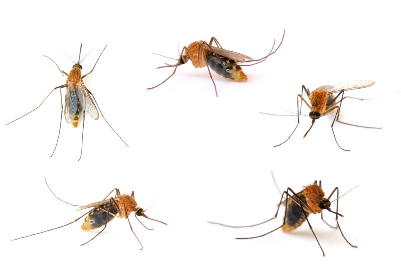 Mosquito Control Service