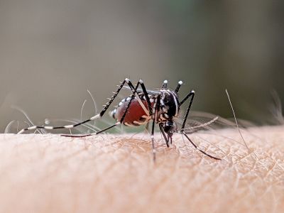 Mosquito Control Service