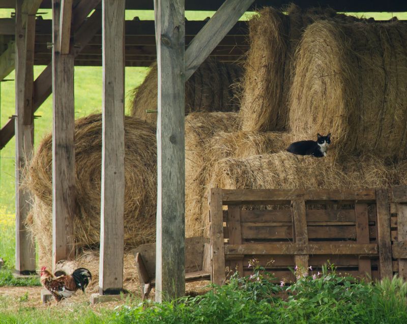 Pole Barn Framing