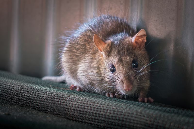 Rats Extermination