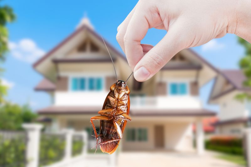Roach Extermination