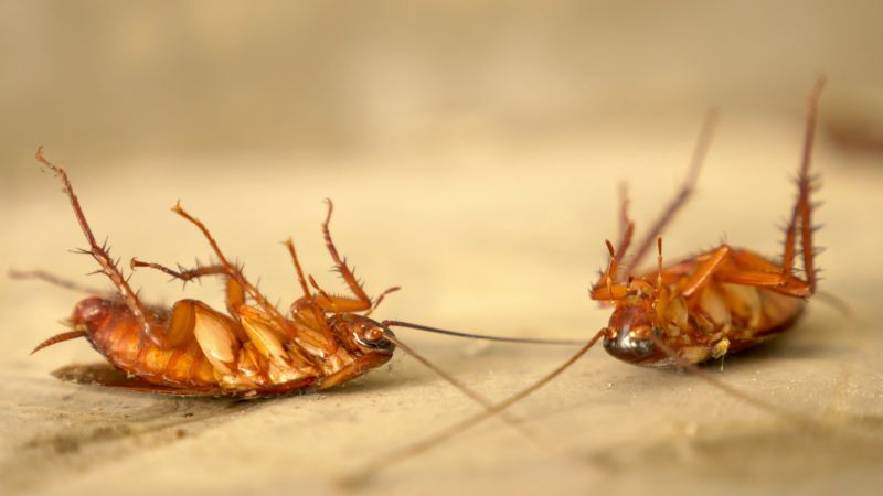 Roach Extermination