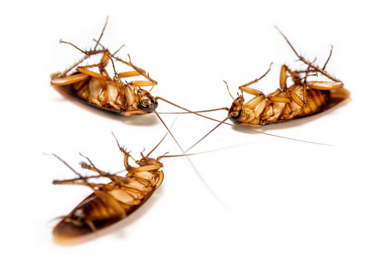 Roach Extermination