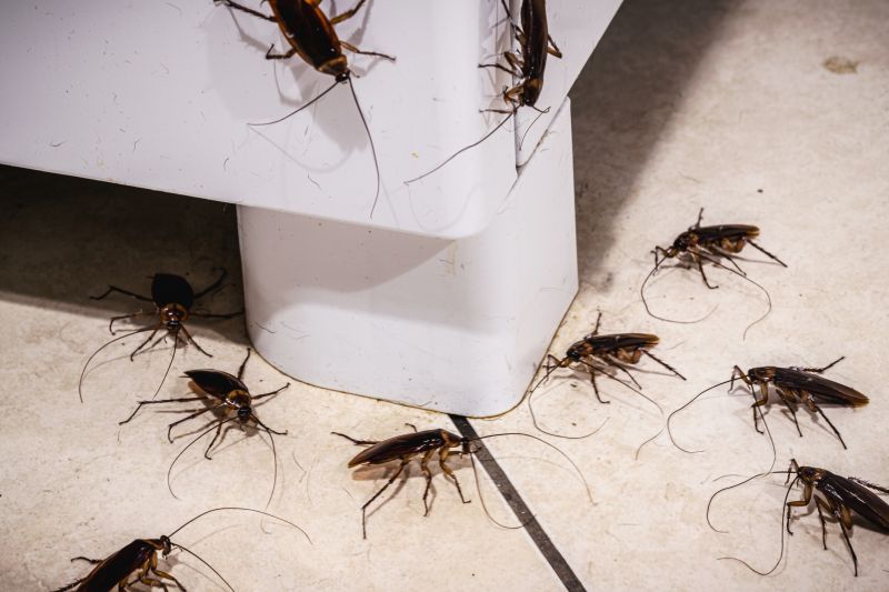 Roach Extermination