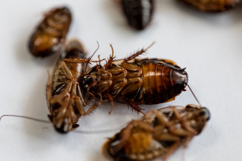 Roach Extermination