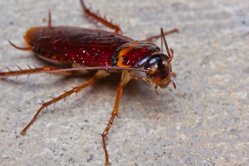 Roach Extermination