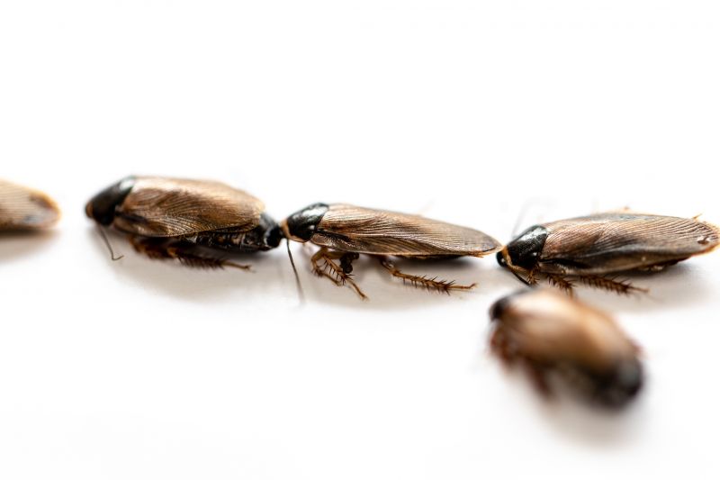 Roach Removal