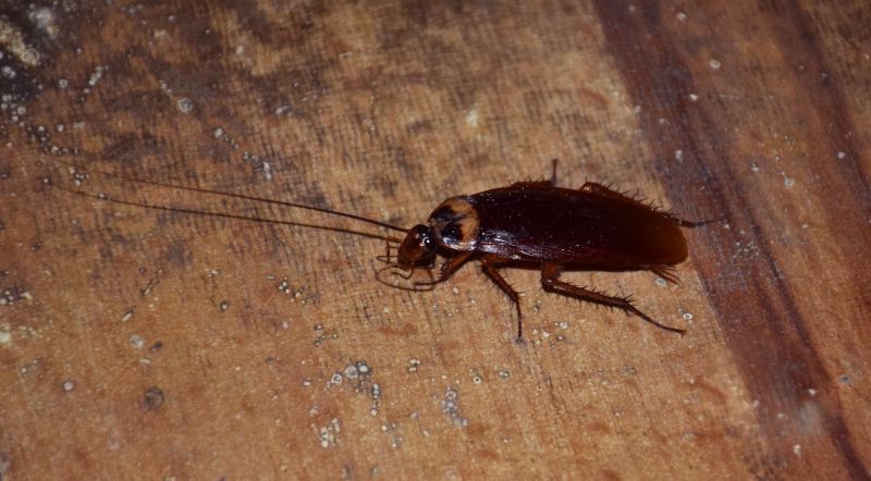Roach Removal