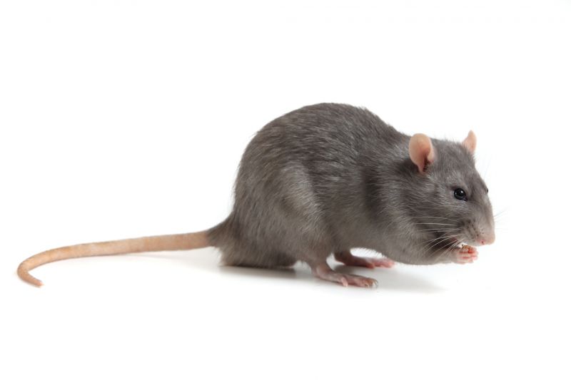 Rodent Control Service