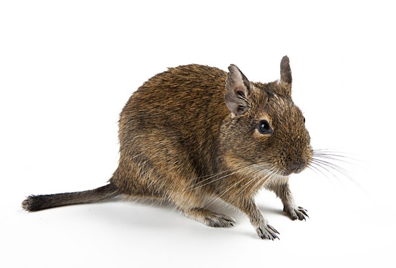 Rodent Control Service