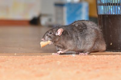 Rodent Control Service