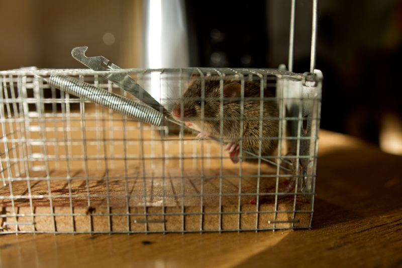 Rodent Extermination Service