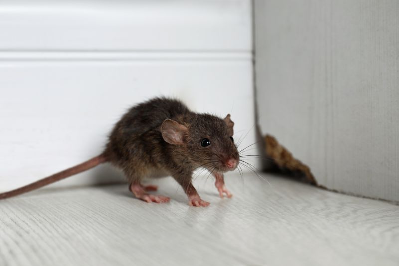 Rodent Extermination Service