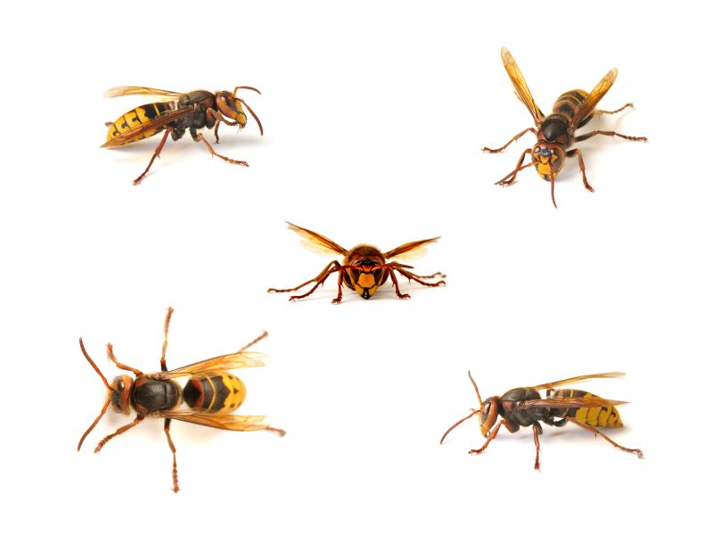 Stinging Insect Extermination