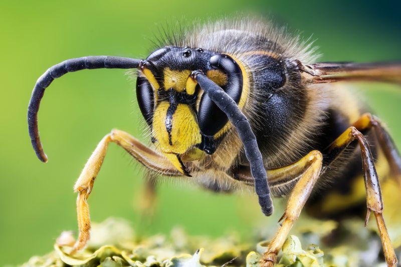 Stinging Insect Extermination