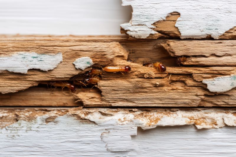 Termite Damage Repair Service