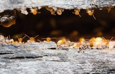 Termite Damage Repair Service