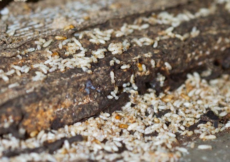 Termite Damage Repair Service