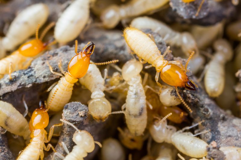 Termite Damage Repair Service