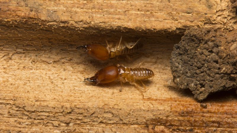 Termite Damage Repair Service