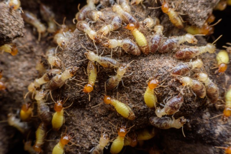 Termite Damage Repair Service