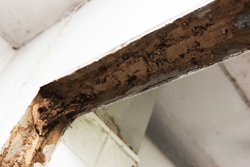 Termite Damage Repair Service